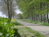 omgeving/oranjedijke.jpg